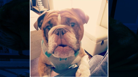 "Big Poppa" conmueve las redes sociales por mostrarse triste ante el Covid-19