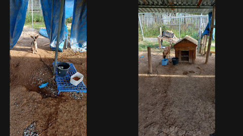 Cuenta Protección Animal Municipal con mascotas para adopción 