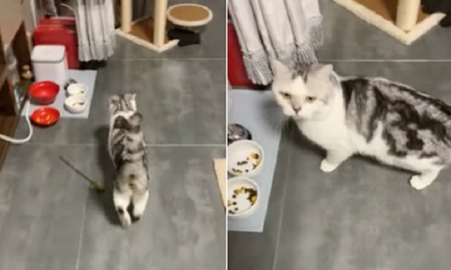 Gatito se queja para pedir más comida en sus tazones vacíos