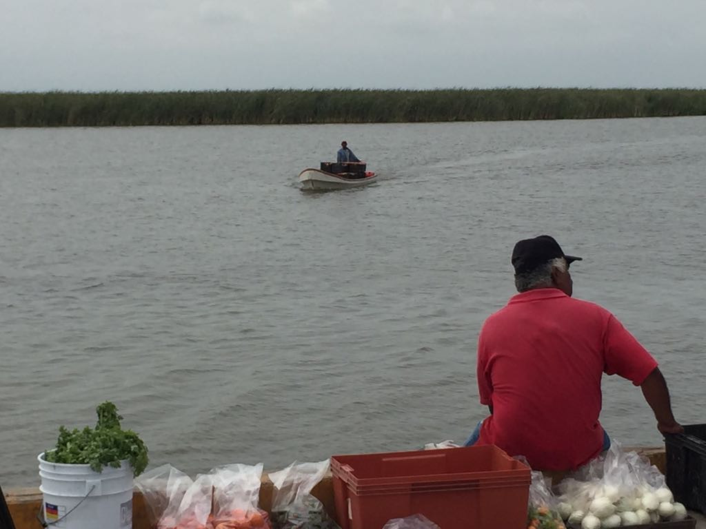 Márgenes del Tamesí, registran buena producción de tomate