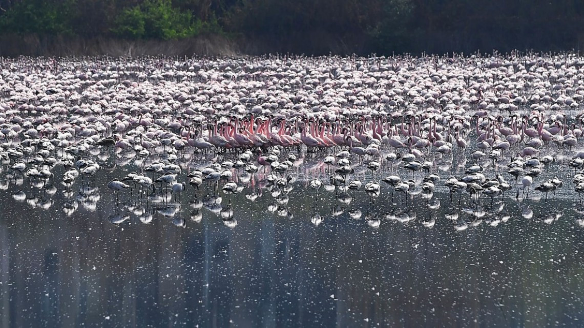Miles de flamencos crean 'mar rosa' en Bombay, India