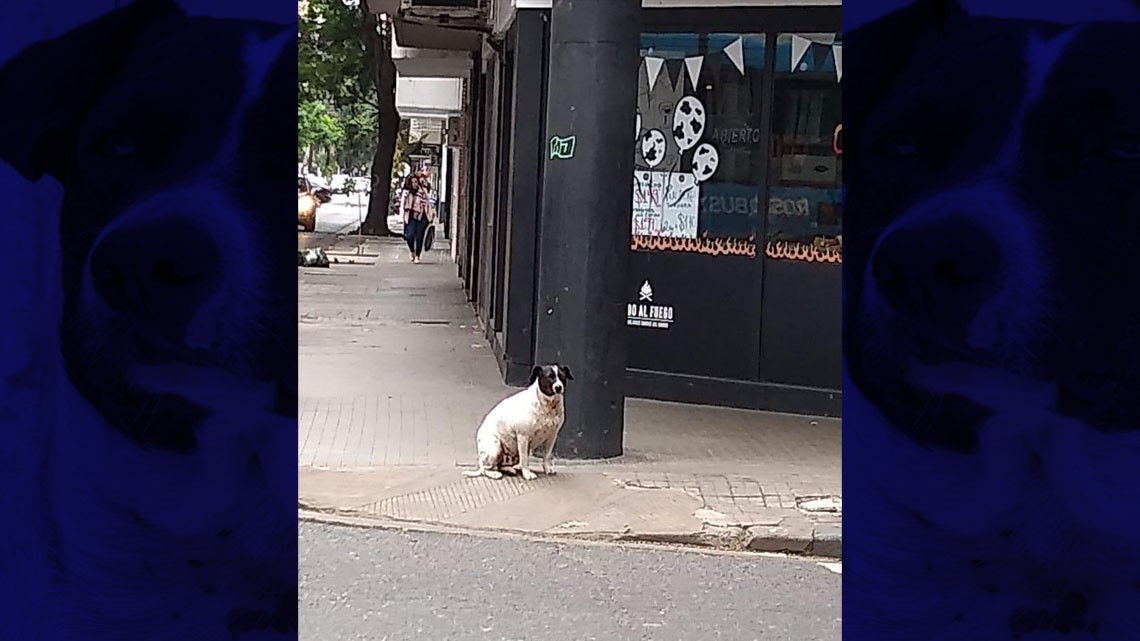 El "perro vaca" que engañó a una ciudad entera