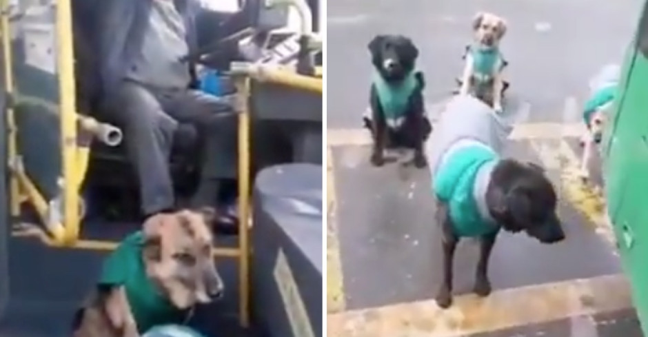 Empresa ‘contrata’ perritos de la calle para el transporte público