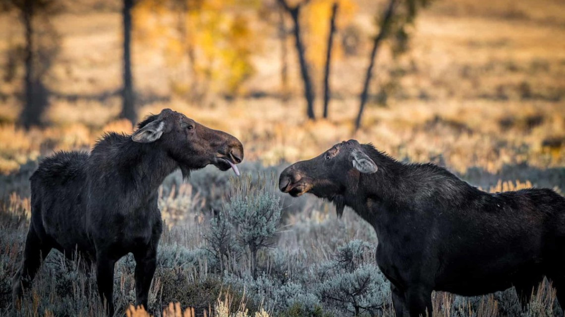 Las fotos más cómicas de la naturaleza