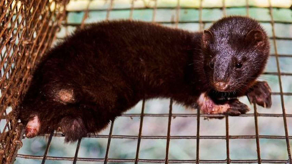 Confirman primeros casos de coronavirus en criaderos de visones en Estados Unidos 