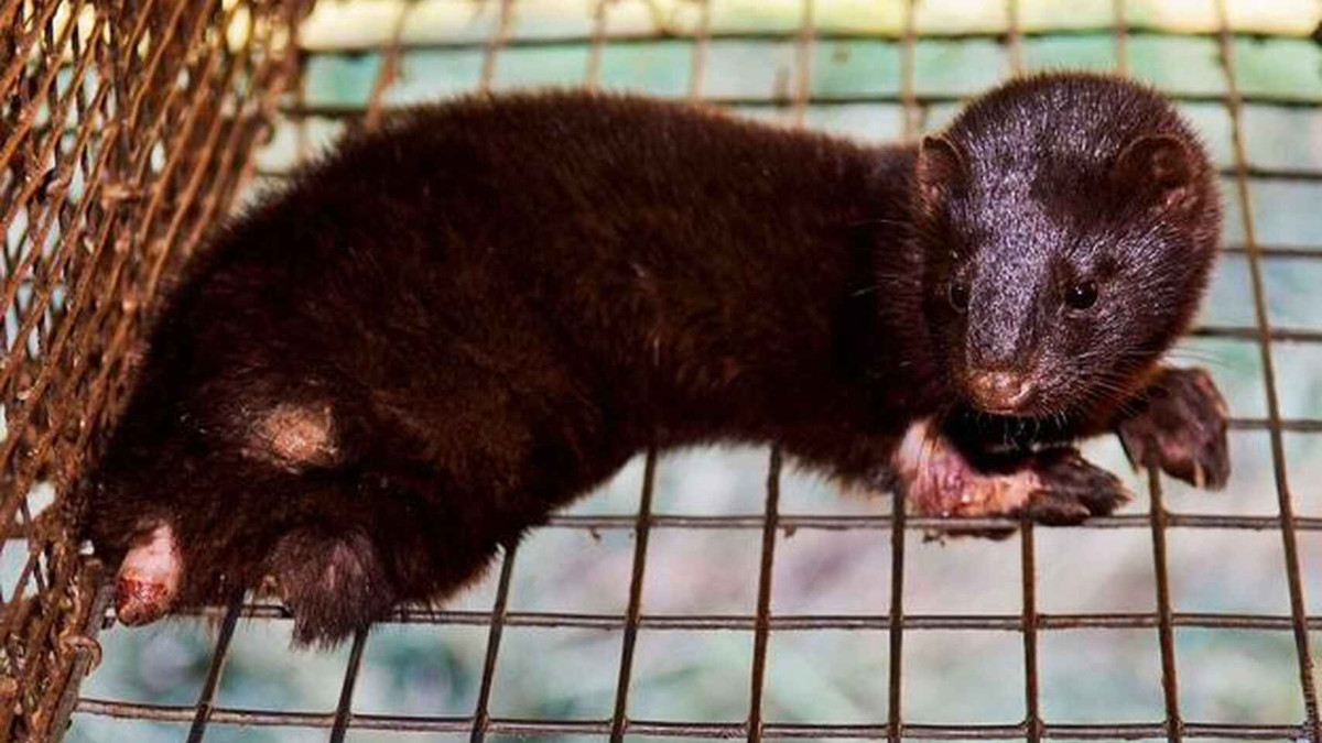 Confirman primeros casos de coronavirus en criaderos de visones en Estados Unidos 