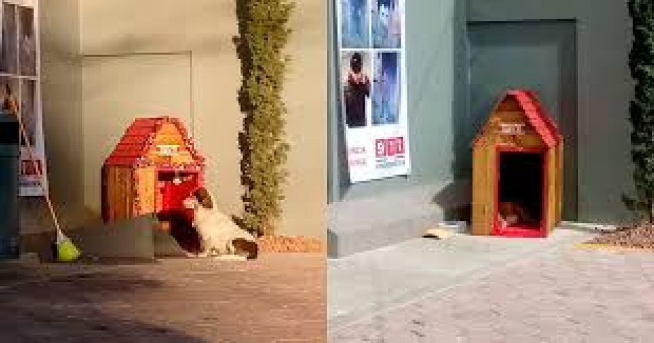 Empleados de Oxxo adoptan aun perrito callejero