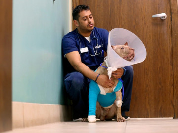 Golpean y meten en maleta a perro 