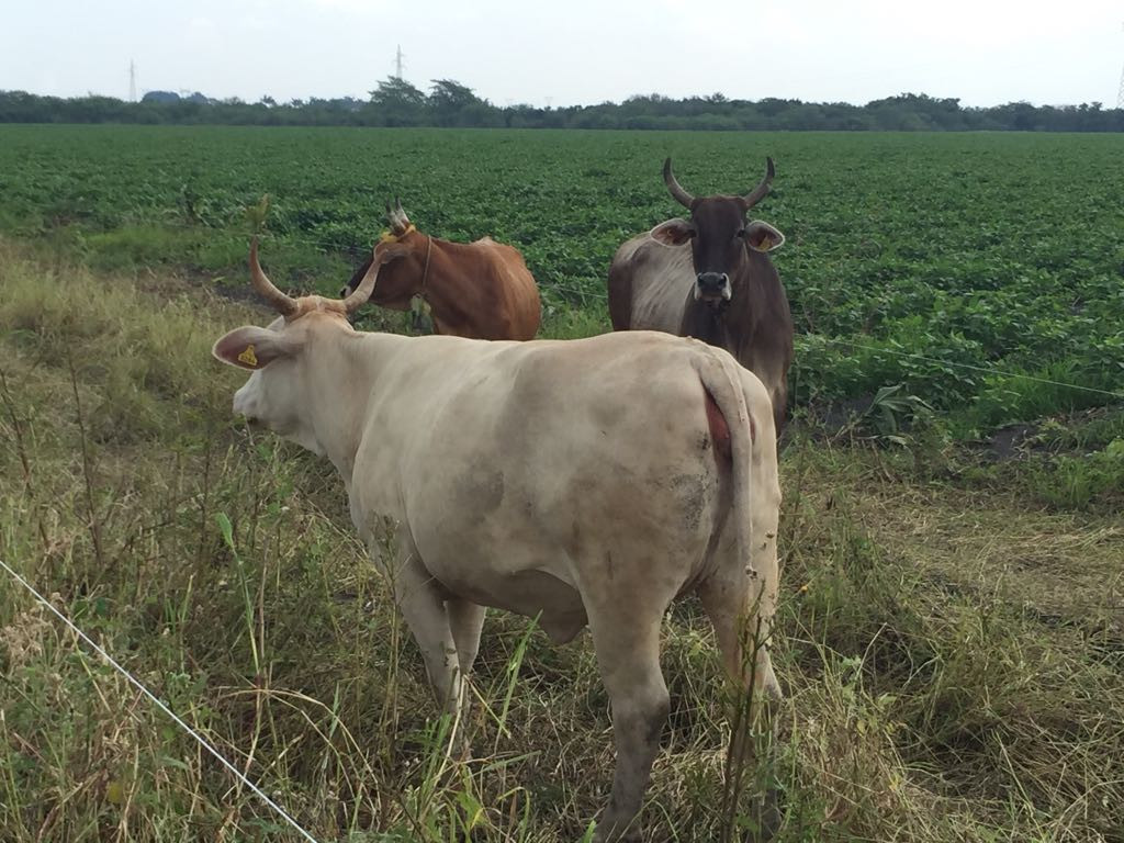 Vacas y caballos en la vía pública, peligro para automovilistas