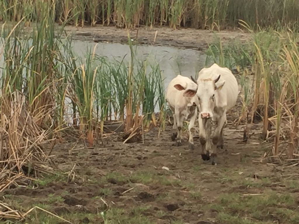Falta de lluvia afecta al sector agrícola y ganadero del sur de Tamaulipas
