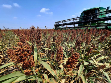 Continúa firme la gestión de Tamaulipas para compensar precio del sorgo