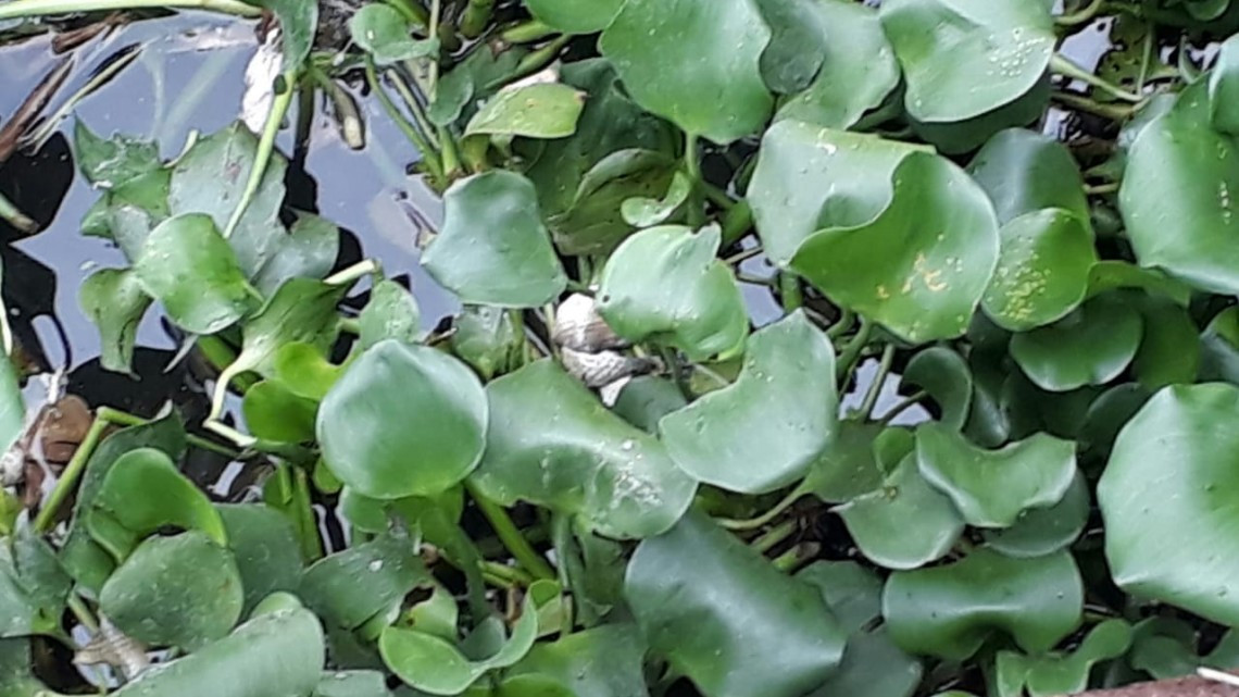 Cocodrilos defienden a muerte sus territorios en Lagunas del sur de Altamira.