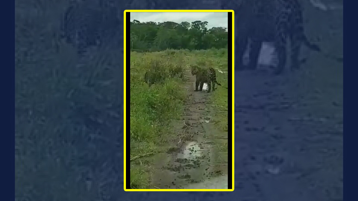 Captan a dos jaguares en zona rural en Aldama