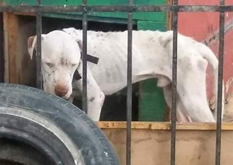 Se vuelve viral caso de perro maltratado 