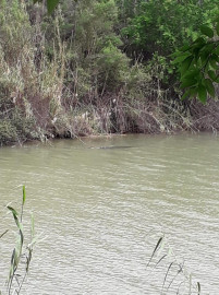 Reportan avistamientos de tres cocodrilos en el río Bravo