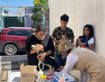 Aplicaran 10 mil vacunas contra la rabia a perros y gatos