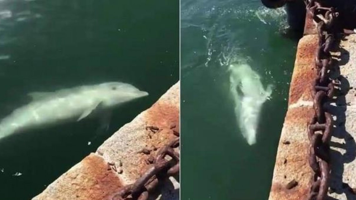 Increíbles efectos de la cuarentena en Venecia