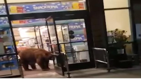 Enorme oso entra a supermercado por bolsa de frituras