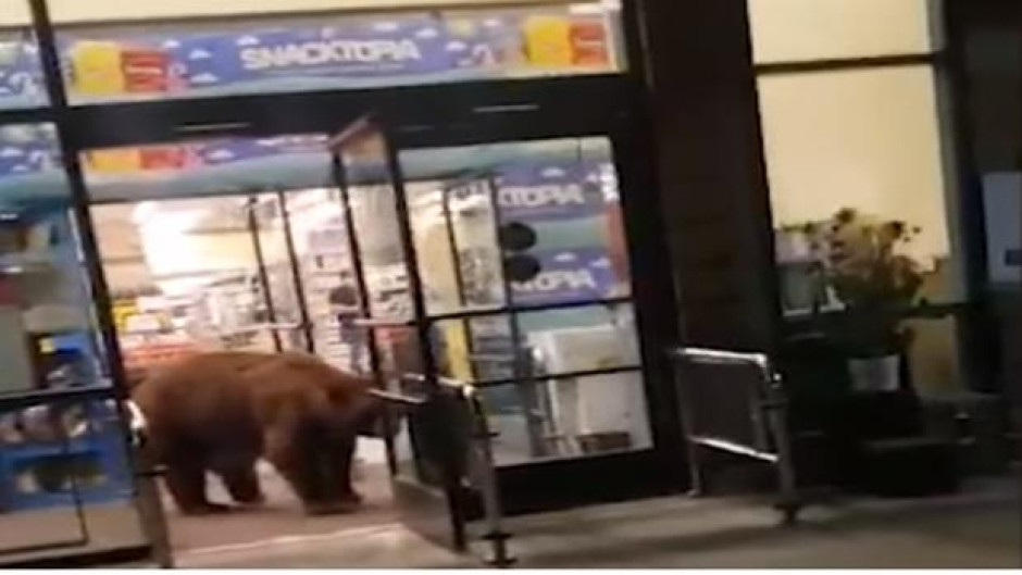 Enorme oso entra a supermercado por bolsa de frituras
