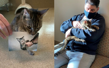 Tras 15 años desaparecida, gatita vuelve con su dueño