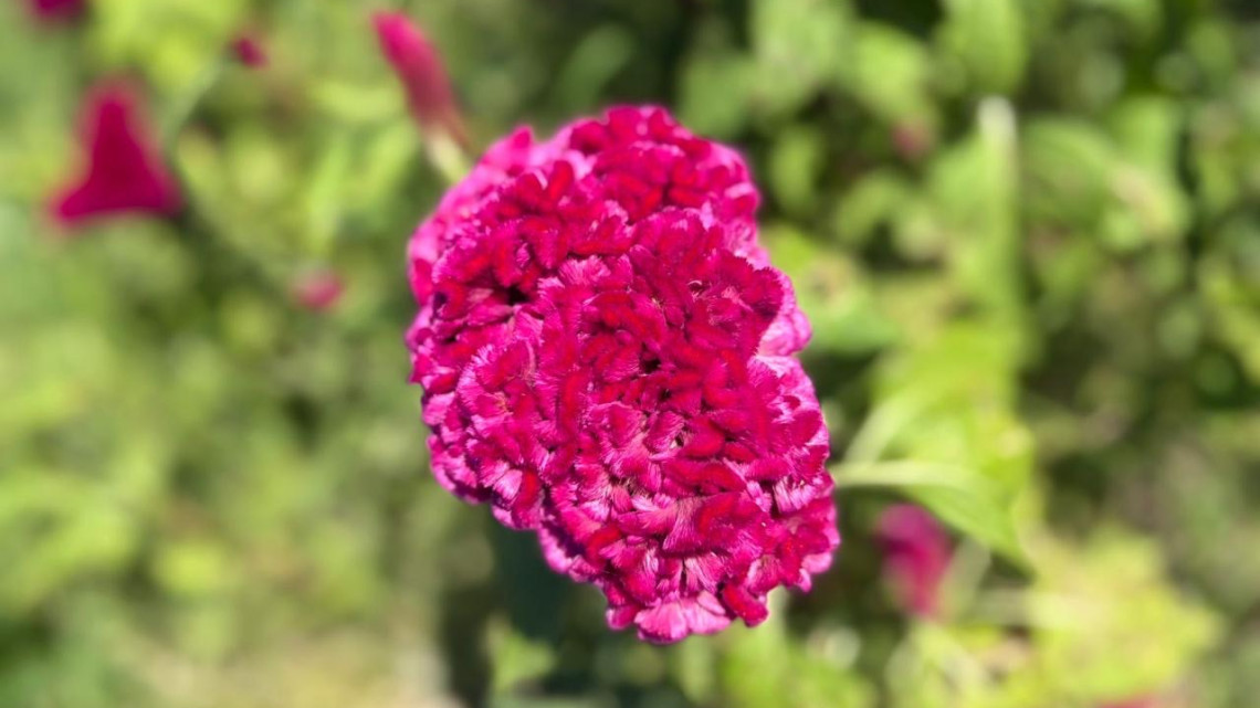 Don Martín: guardián del cempasúchil en Nuevo Laredo