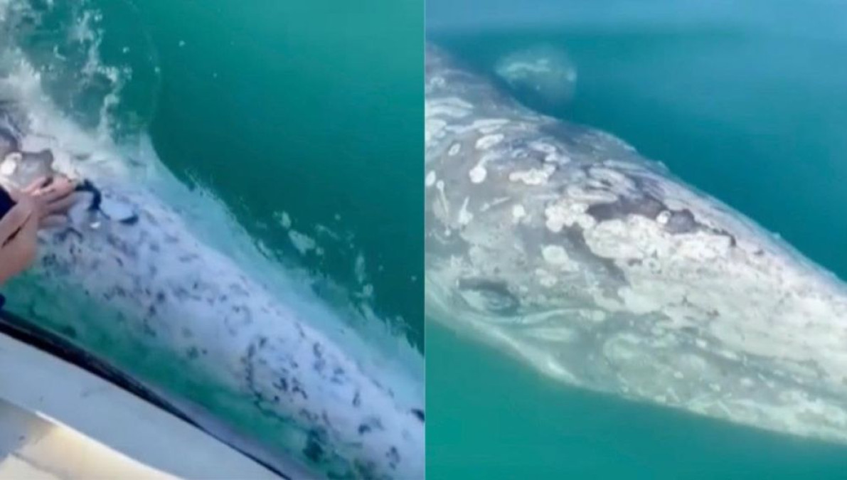 Ballena gris se deja acariciar por los tripulantes de una embarcación  