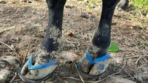 Usuario vende chanclas para caballos en Yucatán