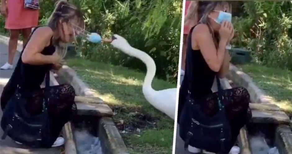 Cisne pone correctamente cubrebocas a una mujer