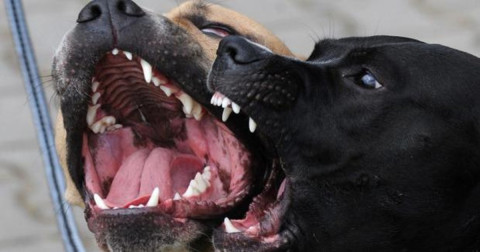 Mujer es asesinada por jauría de perros