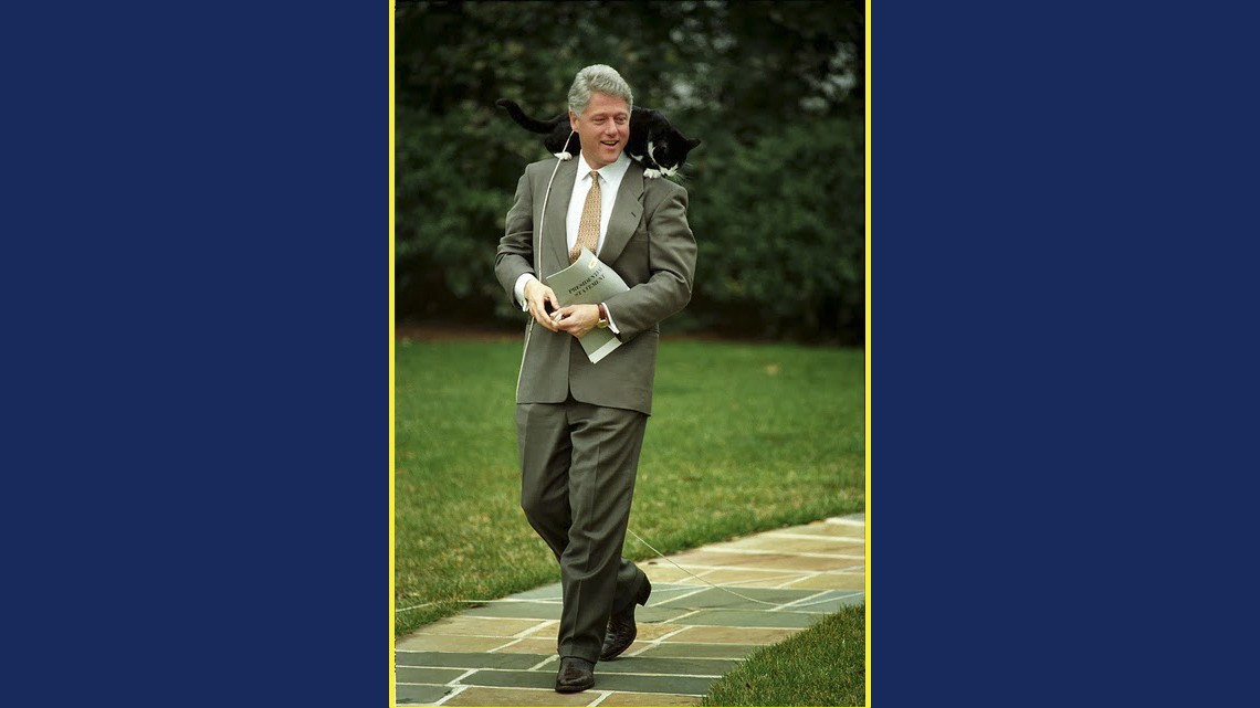 ¿Por qué se celebra el Día Internacional del Gato?