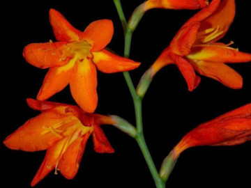 Planta ornamental produce compuesto contra la diabetes