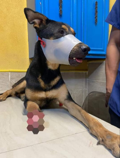 Maltrato animal no será permitido: Alcalde Carlos Peña Ortiz