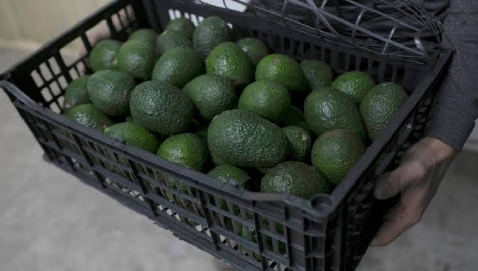 Escoltarán camiones de aguacate en Michoacán 