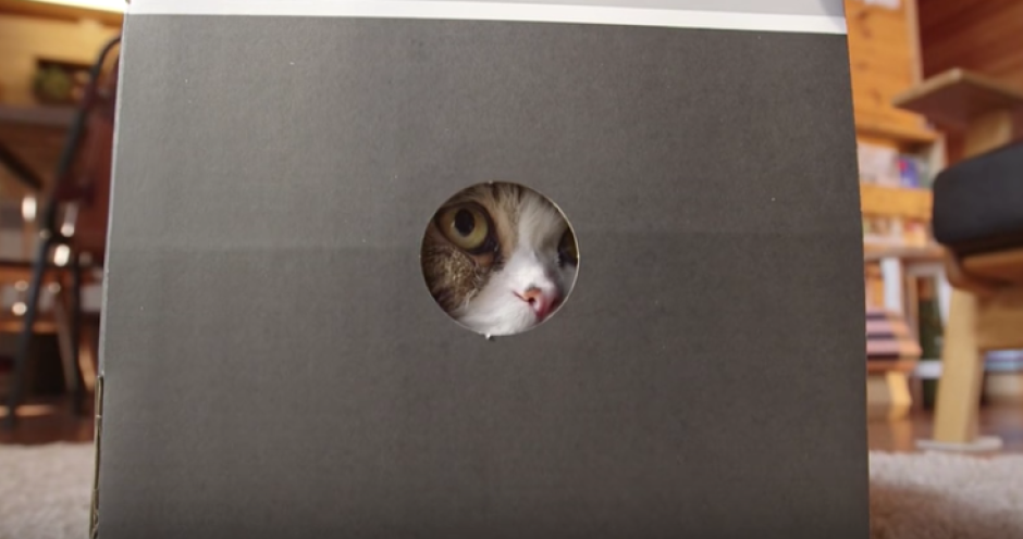 El gato jamones Maru es el video más visto en la historia de YouTube 