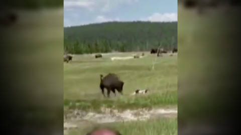 Mujer finge estar muerta para salvarse del ataque de un bisonte