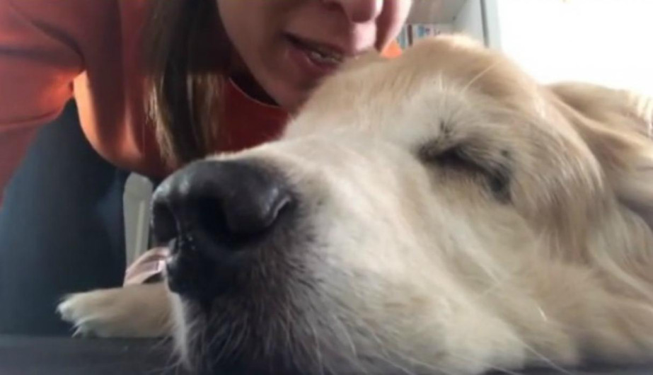 Le canta a su perrita antes de morir