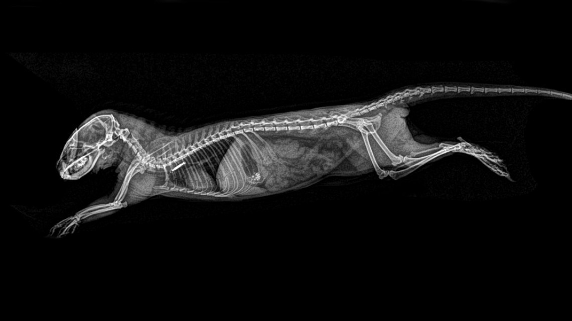 Estas radiografías te dejarán helado