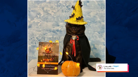 Gato 'vampiro' ayuda a vender libros para apoyar a los animales sin hogar