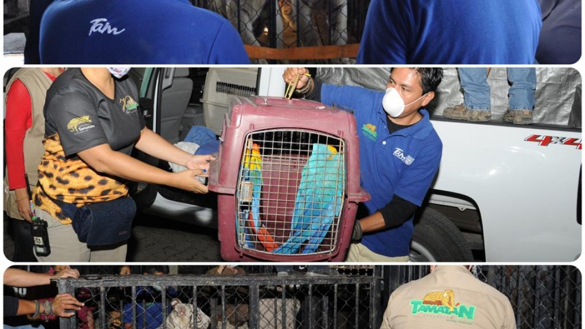 Trasladan a Zoológico los tigres asegurados a presuntos delincuentes de Matamoros