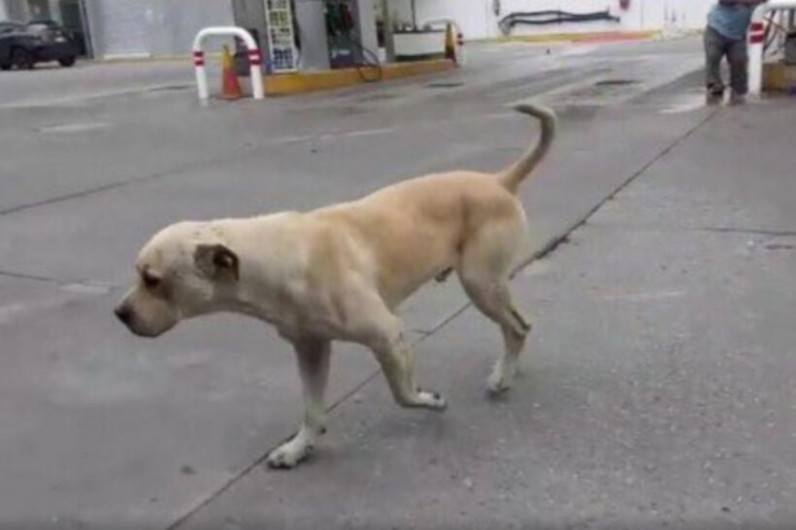 Randy, el perro que frustró un asalto en una gasolinera en Tamaulipas