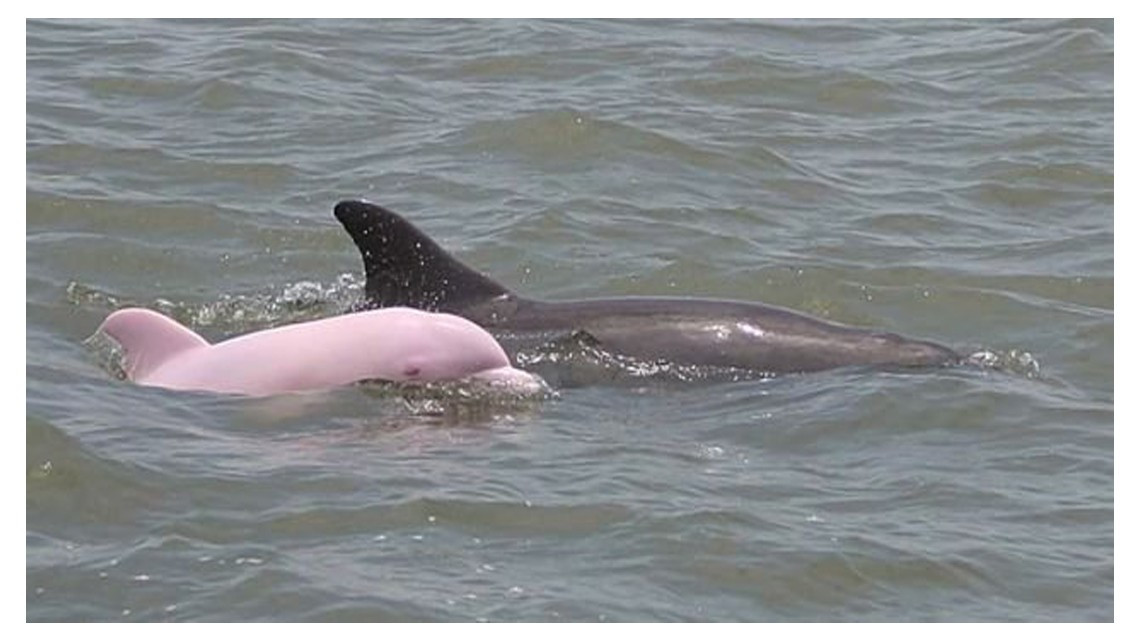 Animales con albinismo