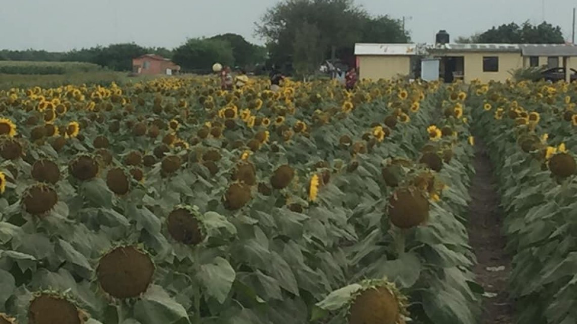 Destruyen cultivo de girasoles en el ejido Revolución