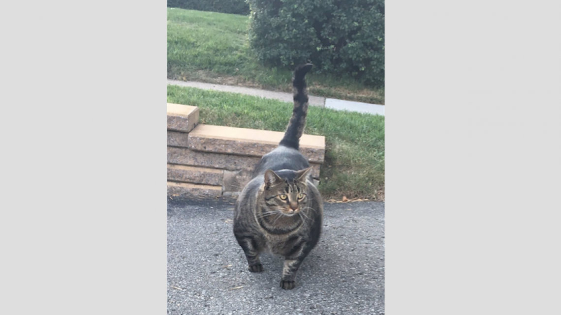 El gato musculoso que está conquistando internet 