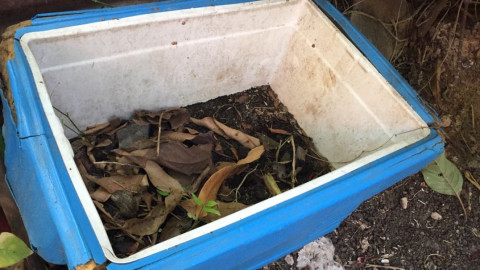 Sin tregua el sector salud contra el mosco transmisor del dengue