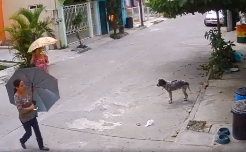 Ni los perros se salvan de la delincuencia, llega #LadyTrastes