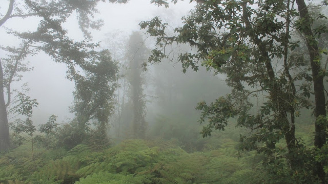 Bosque de niebla de Veracruz es rescatado