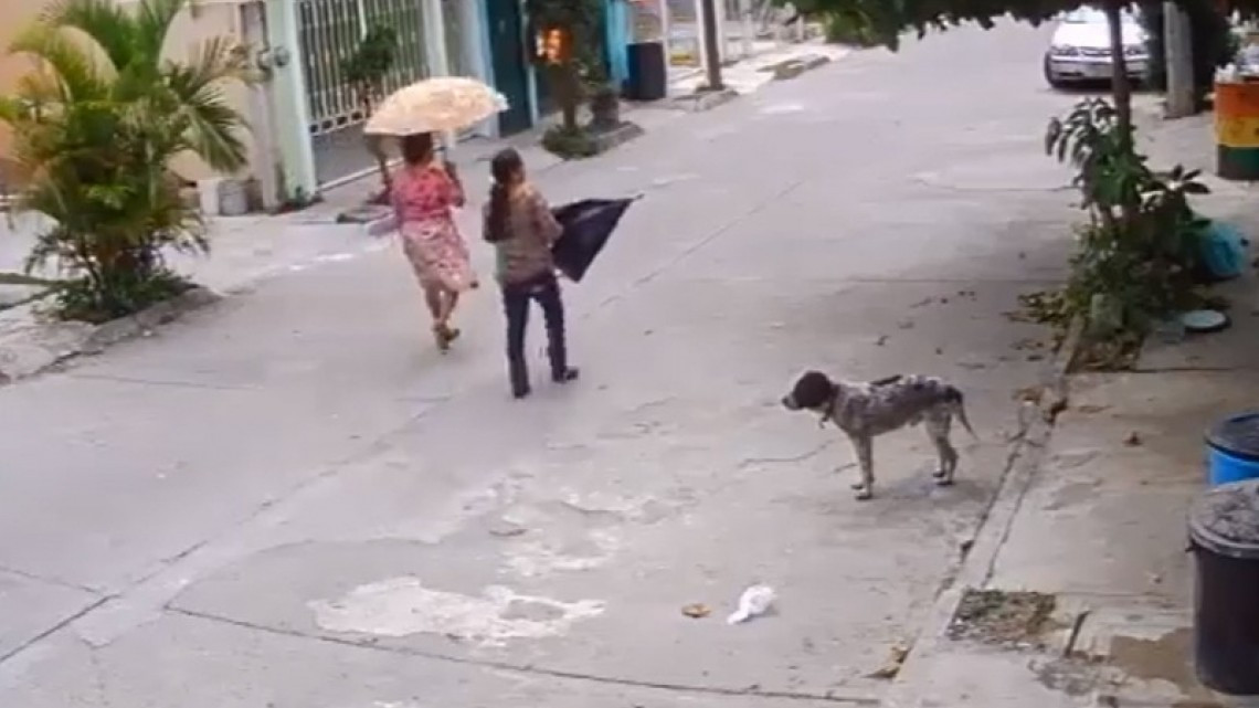 Ni los perros se salvan de la delincuencia, llega #LadyTrastes