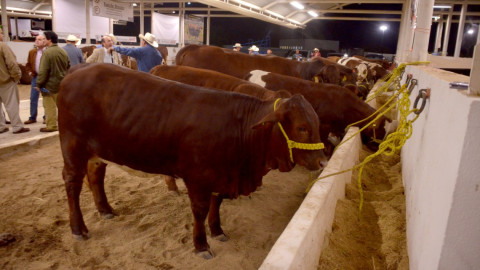 Lo mejor de Tamaulipas estará presente en los Congresos de Ganadería y Agricultura Tropical