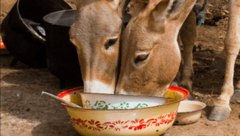 Encuentran parásitos en burros, uno puede ser mortal en humanos