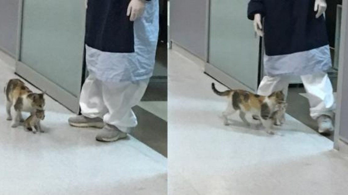 Gatita lleva a su cría enferma al hospital
